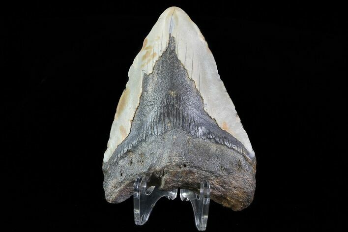 Bargain, Megalodon Tooth - North Carolina #76229